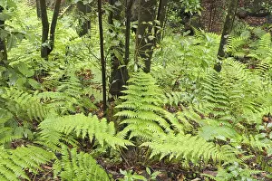 ibxmsi00017408.jpg