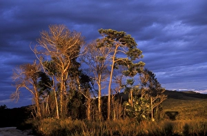 Category Mountain Landscapes Prints: Icabaru, nighttime savanna landscape