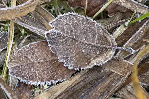 Ice crystals from roarfrost on a goat willow (Salix caprea) leaf lying on the ground in winter