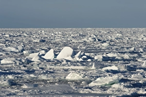 Category Scandinavia Prints: Ice floes stacking up, pack ice