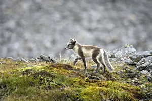 Ice fox, arctic fox, (Alopex lagopus)