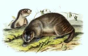 Ice grey hoary marmot (Marmota caligata)