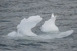 Iceberg with kittiwake (Rissa tridactyla)