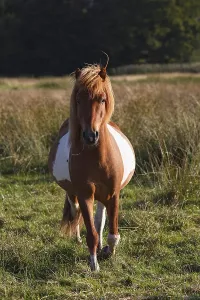 Iceland horse breed pony (Equus islandicus)