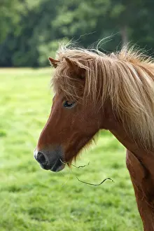 Iceland horse, Iceland pony (Equus islandicus)