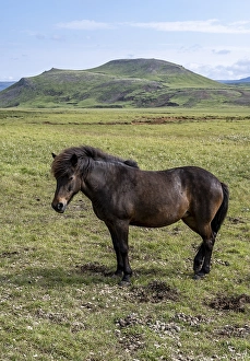 Iceland horse in a pasture, Iceland, Europe