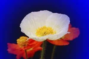 Iceland poppy (Papaver nudicaule)
