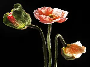 Iceland Poppy (Papaver nudicaule)