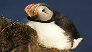 Iceland, puffins on Latrabairg