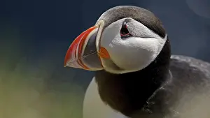 Iceland, puffins on Latrabairg