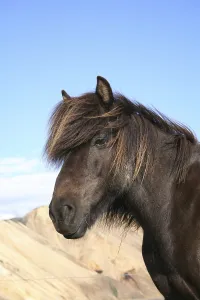 Icelandhorse in iceland