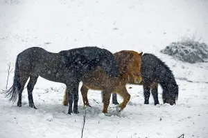 Icelandic horse