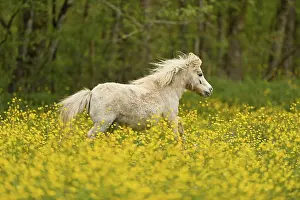 Icelandic horse (Equus islandicus)