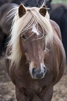Icelandic horse (Equus islandicus)