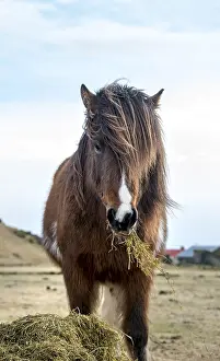 Icelandic horse (Equus islandicus) eats hay