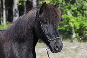 Icelandic horse ( Equus islandicus) Gelding in the forest