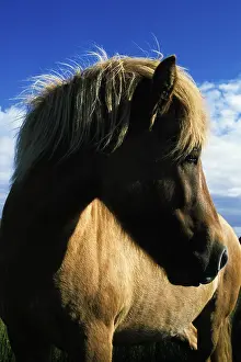 Icelandic horse, Iceland, Atlantic Ocean, Europe