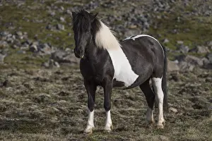 Icelandic horse, Iceland, Europe