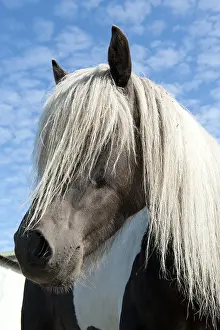 Icelandic Horse, Iceland Pony, blonde mane