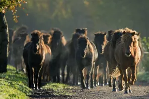 Icelandic horse, Icelandic horses
