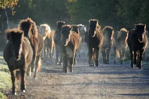 Icelandic horse, Icelandic horses