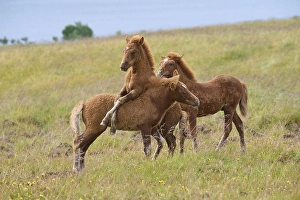 Icelandic Horse, Icelandic Pony