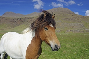 Icelandic horse, piebald, looks curiously into the camera