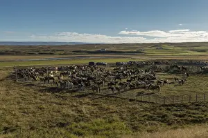 Icelandic horses (Equus islandicus) in a pen