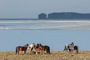 Icelandic horses (Equus islandicus) in winter