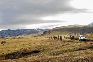 Icelandic horses, Landmanalaugar, Iceland, Europe