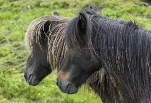 Two Icelandic Horses on a meadow on Iceland