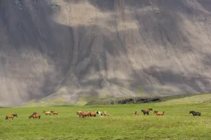 Icelandic Horses in a meadow and a mountain with clouds in the background on Iceland