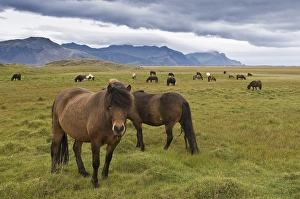 Icelandic horses near Hoefn, Iceland, Europe