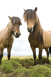 Icelandic horses near Hoefn, Iceland, Europe