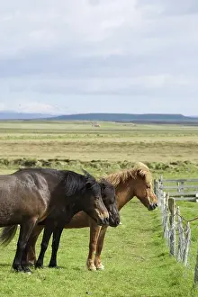Icelandic horses on a pasture in the south of Iceland