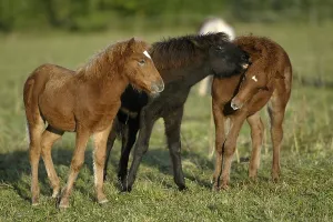 Icelandic ponies, foals