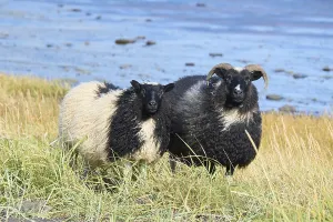Icelandic sheep, two animals, Reynisdrangar