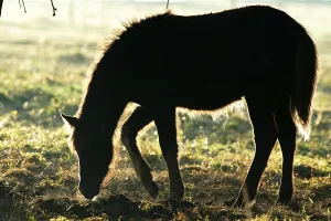 ICELANDPFERD