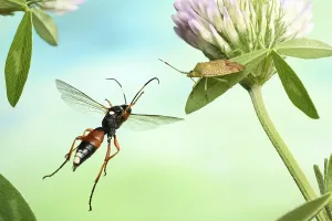 Ichneumon fly (Ichneumon sramentarius)