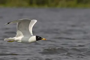 Ichthyaetus ichthyaetus, danube delta, romania
