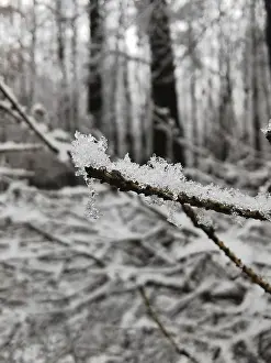 An icy branch in the winter forest