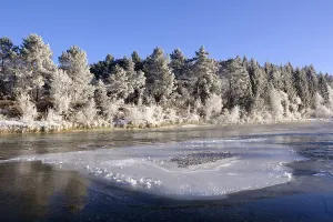 Icy river bank, Isar, nature reserve Isarauen