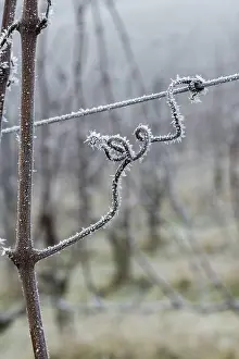 Icy vine in a foggy winter environment
