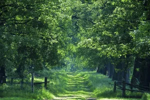 Idyllic avenue of old Oaks (Quercus)