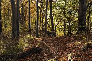 Idyllic deciduous forest above the cliffs of Ith
