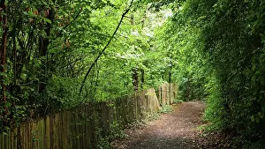Idyllic forest trail with green canopy flanked by a wooden picket fence in thick vegetation