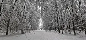 Idyllic, snow-covered forest trail with snow-covered trees on both sides