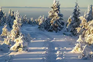 Idyllic, winding path through a wintery snow-covered coniferous forest in the light of dusk