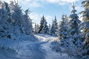 Idyllic, winding trail through a snowy coniferous forest under a blue sky in atmospheric light