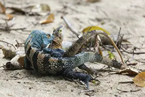 Iguana couple copulate, Black Iguana (Ctenosaura similis)